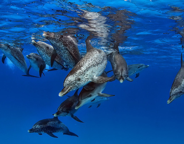 dolphins-playing-underwater