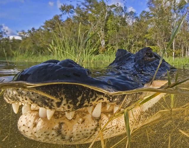 gator-partly-under-water