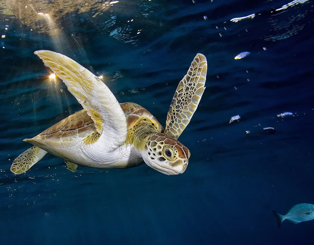 sea-turtle-underwater