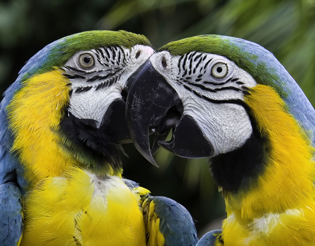 Kissing macaws